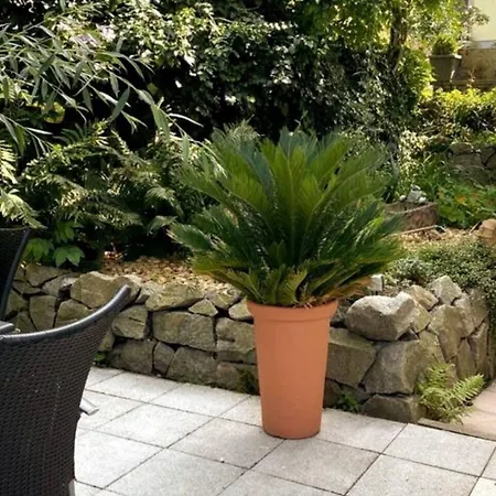 Steiert פרייבורג